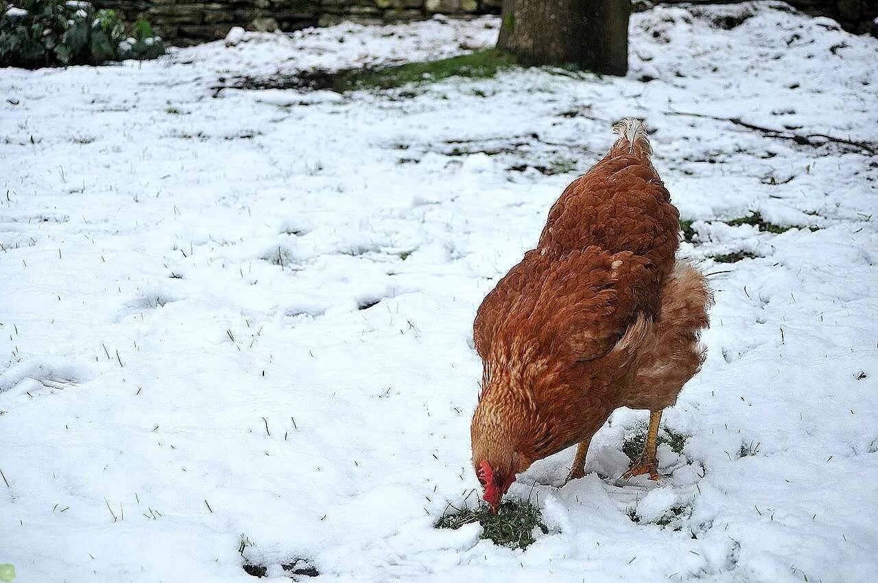 Как ходит курица. Курица зимой. Курица в снегу. Куры на снегу. Куры зима.