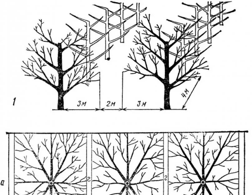 Схема формирования штамбовых деревьев. Ярусная формировка крон плодовых деревьев. Формирование кроны плодовых деревьев схема. Формирование разреженно-ярусной кроны яблони.