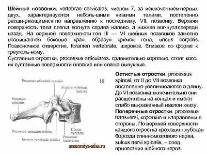 У какого животного 7 шейных позвонков