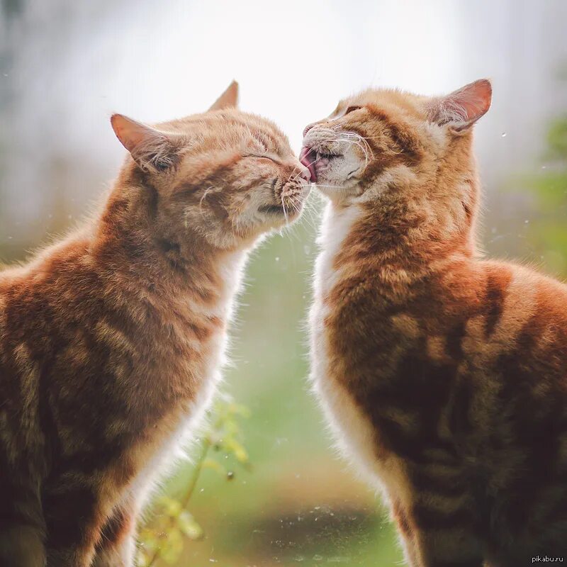 Кошечки любовь. Кошки нежность. Нежные котята. Кошки любовь. Ласковая кошка.