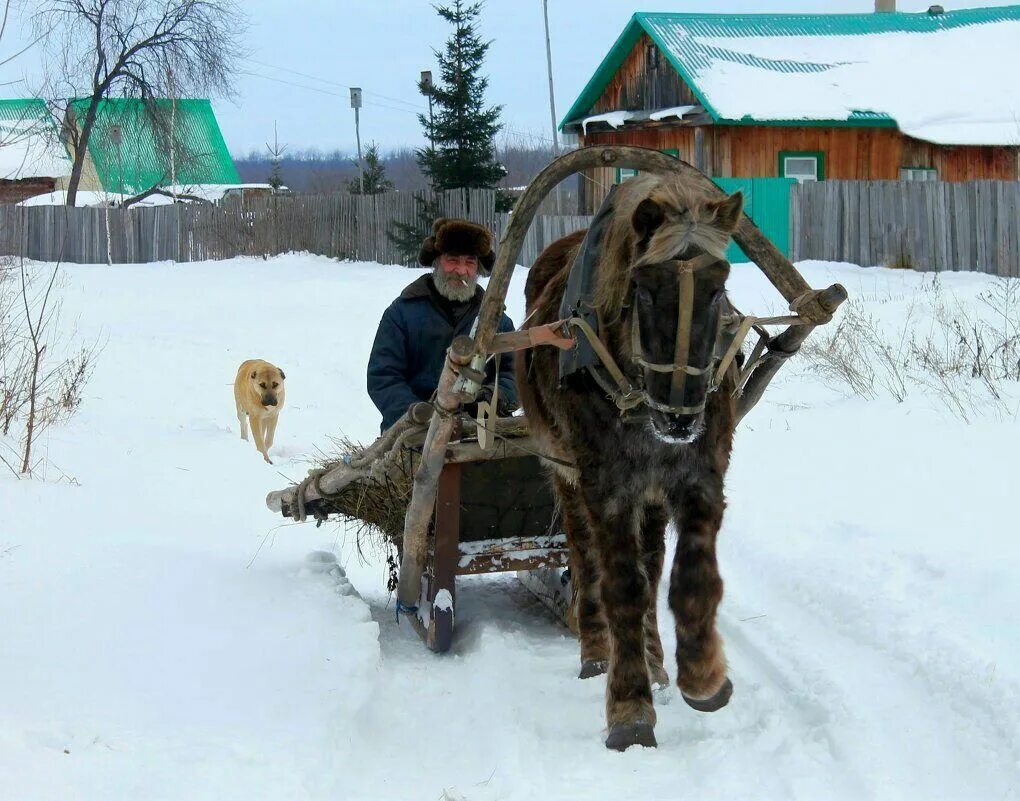 Лошадка плетется рысью как нибудь