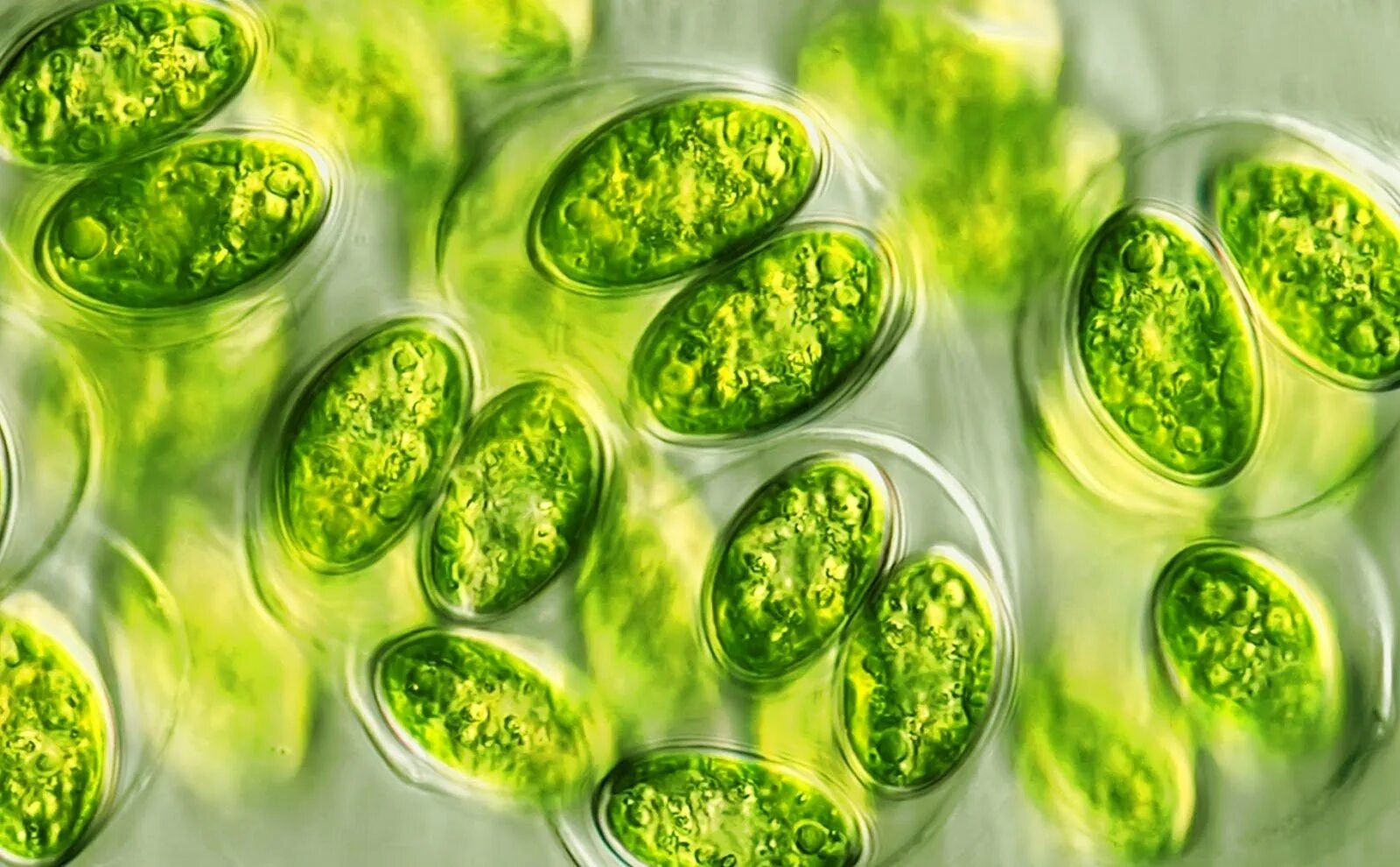 Одноклеточная водоросль хлорелла. Микроводоросль хлорелла. Хлорелла Альготек. Одноклеточная зеленая водоросль хлорелла.