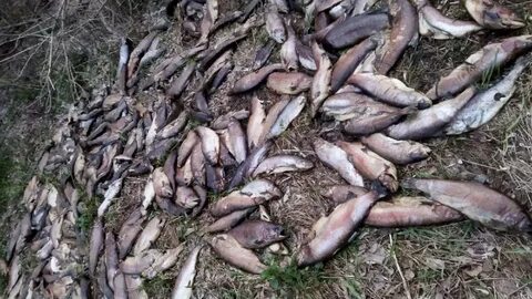 Много рыбы ярославль свободы