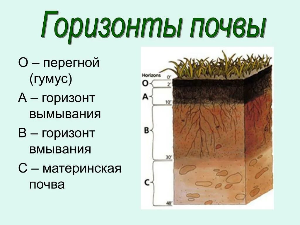 Материнская порода гумусовый вымывания вмывания. Гумусовый почвенный Горизонт почвы. Почвенные горизонты гумусовый вымывания вмывания. Строение почвы гумусовый Горизонт. Строение почвы почвенные горизонты.