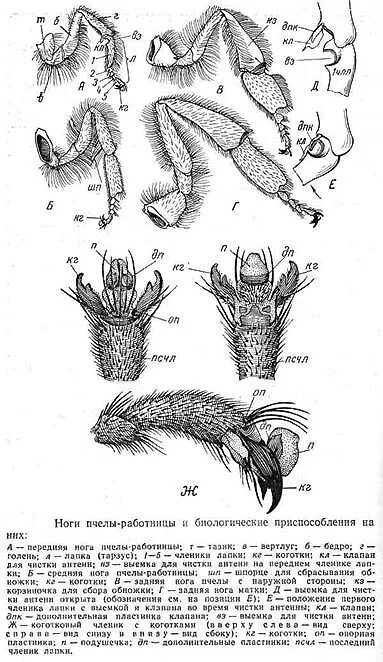 Исследование конечностей домашней пчелы какая биологическая наука. Строение конечности пчелы. Конечности медоносной пчелы. Пчела задние конечности. Строение конечности пчелы с подписями.