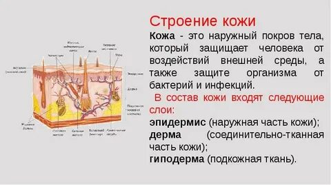 Кожный покров туловища