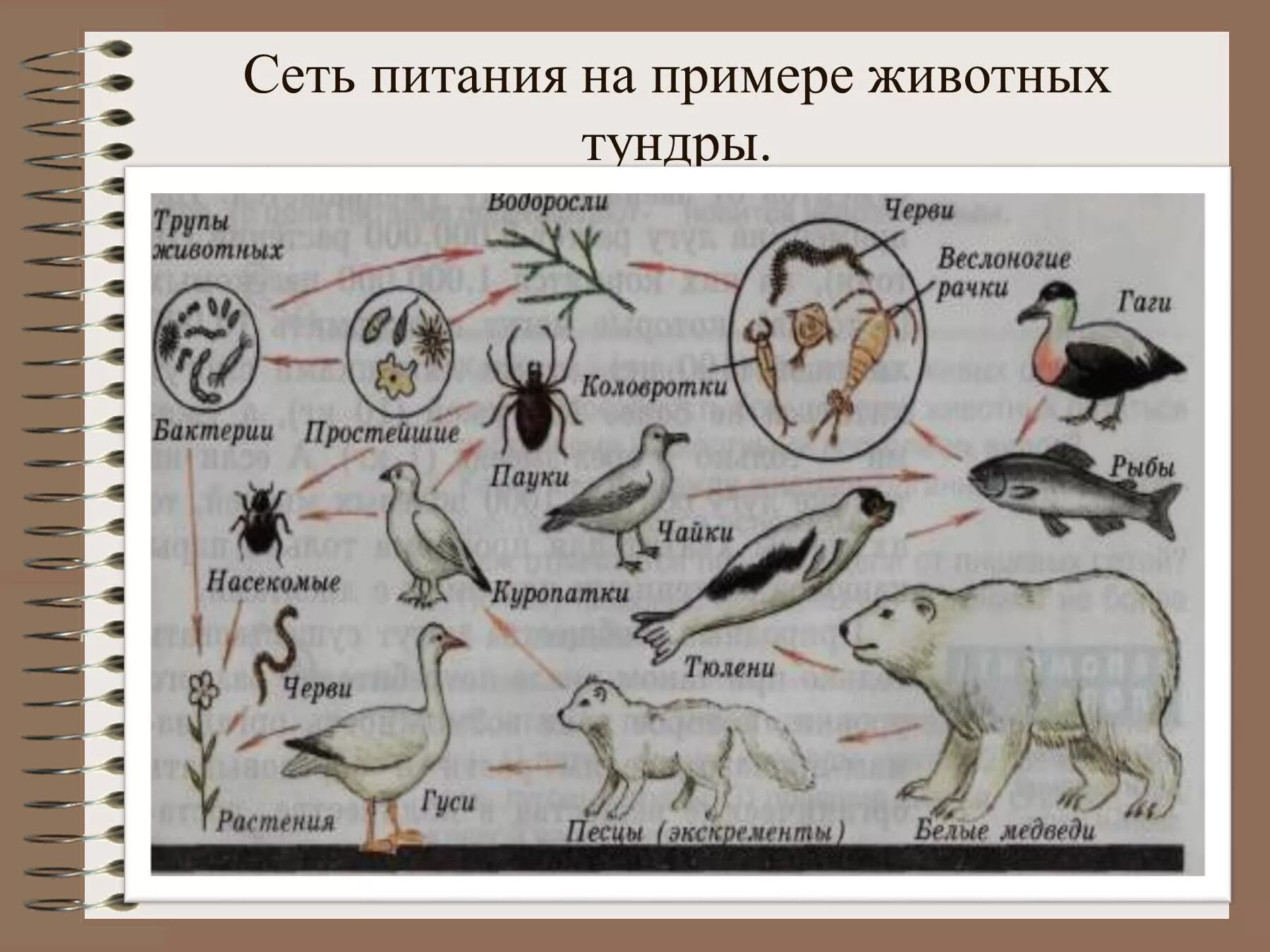 Пищевая сеть тундры. Пример биоценоза пищевая сеть. Цепи питания.