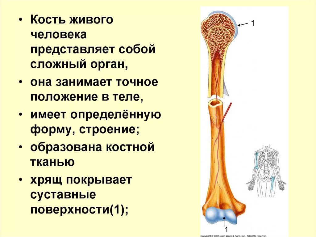 Кость. Органы и кости.