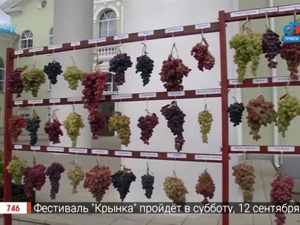 Виноград в великом новгороде