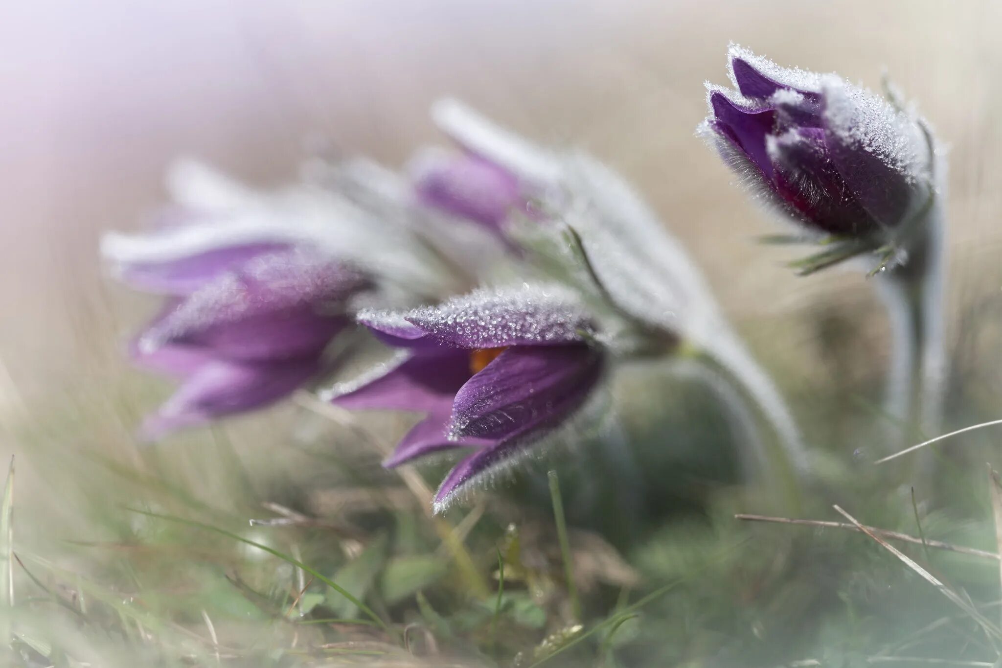 Прострел - сон трава. Прострел (Подснежник, сон-трава, Pulsatilla). Подснежник сон трава прострел. Прострел Луговой. Нежные первоцветы