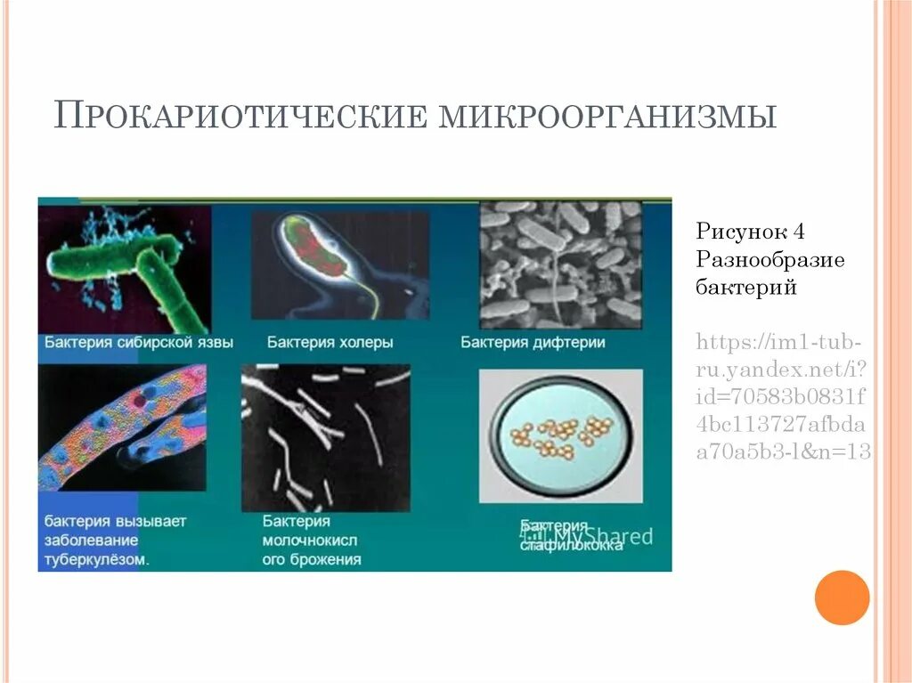 Возникновение прокариот произошло в. Разнообразие бактерий. Прокариотические микроорганизмы. Многообразие бактерий прокариоты. Многообразие бактерий 9 класс.