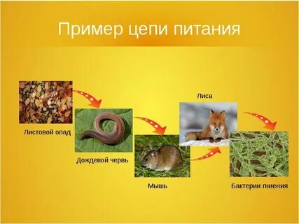 Цепь питания грызунов