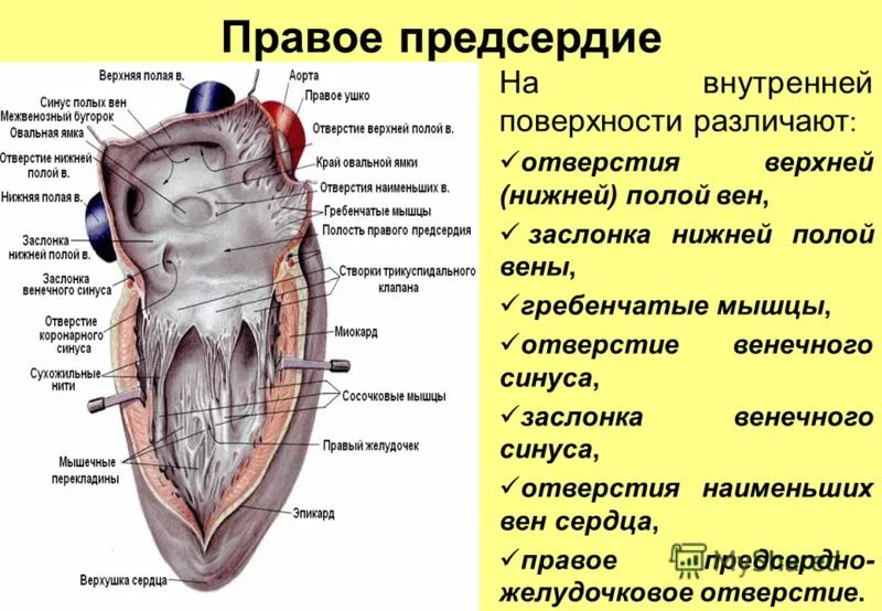 Строение левого предсердия. Отверстие венечного синуса сердца. Строение правого предсердия сердца анатомия. Заслонка венечного синуса сердца. Правое предсердно-желудочковое отверстие анатомия.