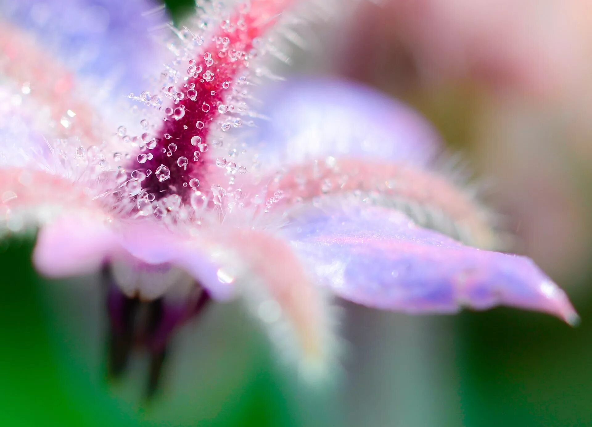 Tiny flower