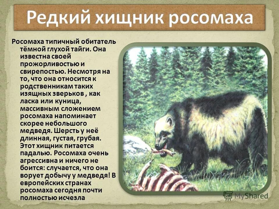 как пишется слово росомаха. как пишется слово росомаха. росомаха животное описание. росомаха презентация. как пишется слово росомаха.