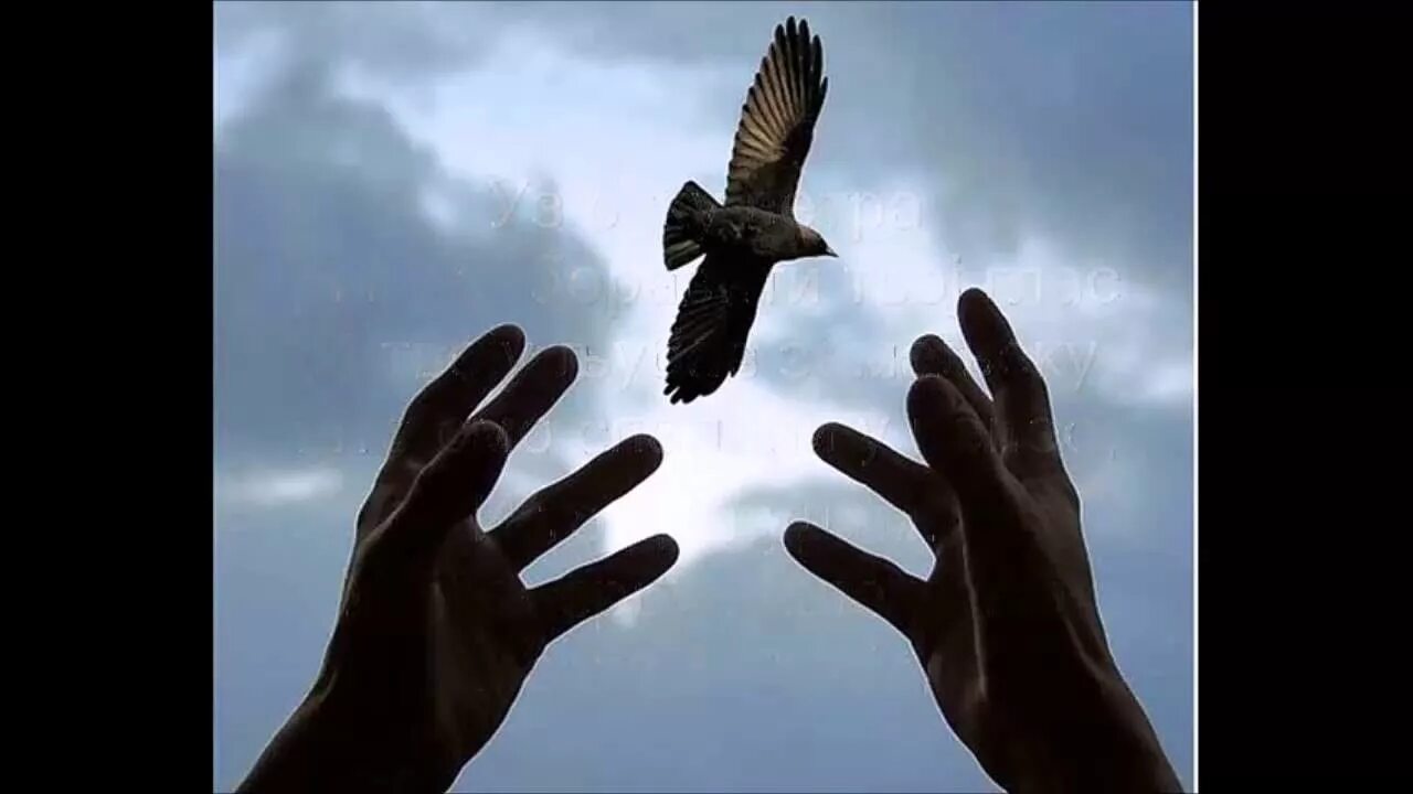Птица свободы. Птица на руке. Птица на ладони. Свобода руки.