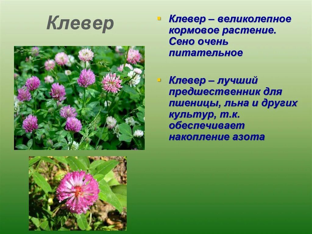 Клевер покрытосеменной. Клевер Луговой однодольное или двудольное. Клевер двудольное. Покрытосеменные цветковые Клевер Луговой Клевер растение. Сложноцветные растения Клевер белый.