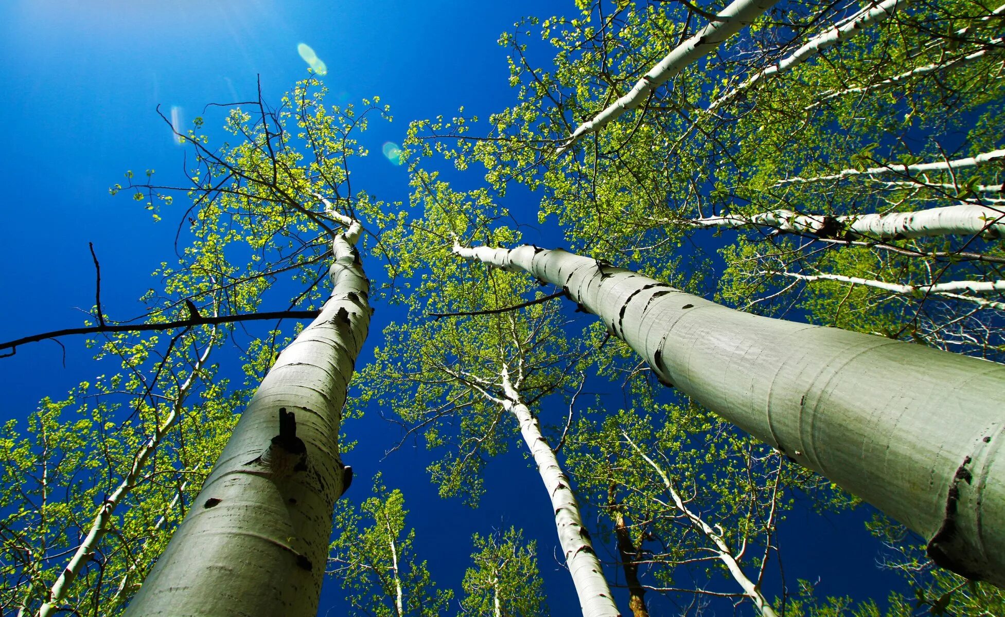 6 метров береза. Осина (Populus tremula). Осина обыкновенная (Populus tremula). Тополь дрожащий (осина) – Populus tremula. Осина Сибирская.