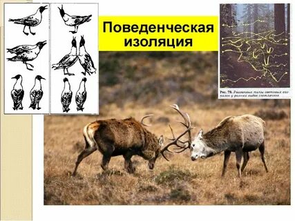 Временная изоляция