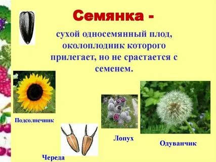 Плод семянка какое семейство