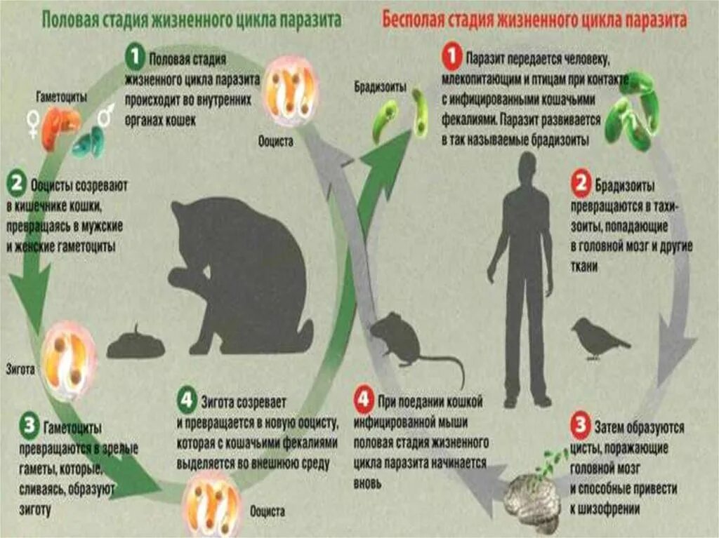 Стадии жизненного цикла цисты