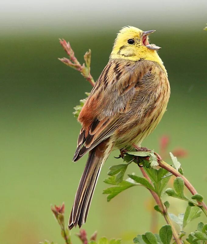 обыкновенная овсянка самка. птицы едят овсянку. овсянка обыкновенная птица. обыкновенная овсянка птенец. птицы едят овсянку.