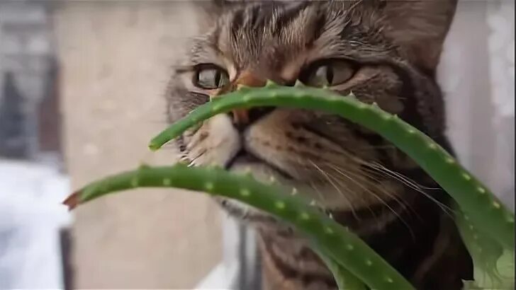 Кот алоэ