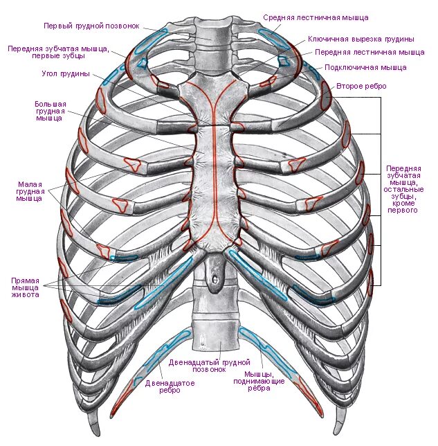 Сколько ребер у человека мужчины и женщины. Анатомия грудная клетка человека строение ребра. Анатомия скелет грудной клетки ребра Грудина. Грудная клетка скелет схема. Ребра и Грудина анатомия строение.