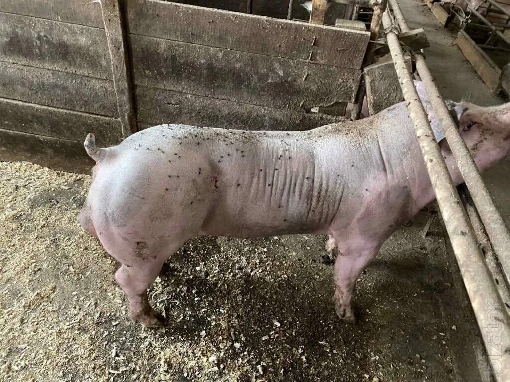 Макстер. Кабан боров хряк свинья. Порода петрен макстер свиньи. Поросята пьетрен макстер. Поросята пьетрен макстер.