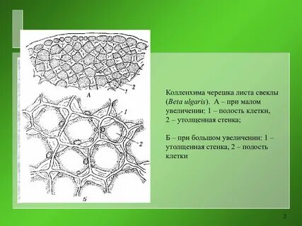 Механическая ткань цветковых растений
