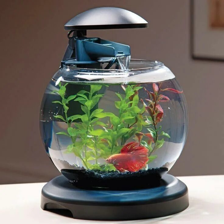 Как содержать круглый аквариум. Аквариум tetra cascade globe. 6.8 л tetra cascade globe. аквариум круглый tetra. аквариум круглый cascade globe.
