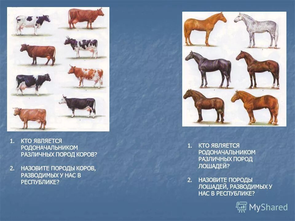 Методы селекции отдалённая гибридизация. Методы селекции животных инбридинг. Линия в селекции животных. Особенности животных как объектов селекции. Методы селекции отдалённая гибридизация.