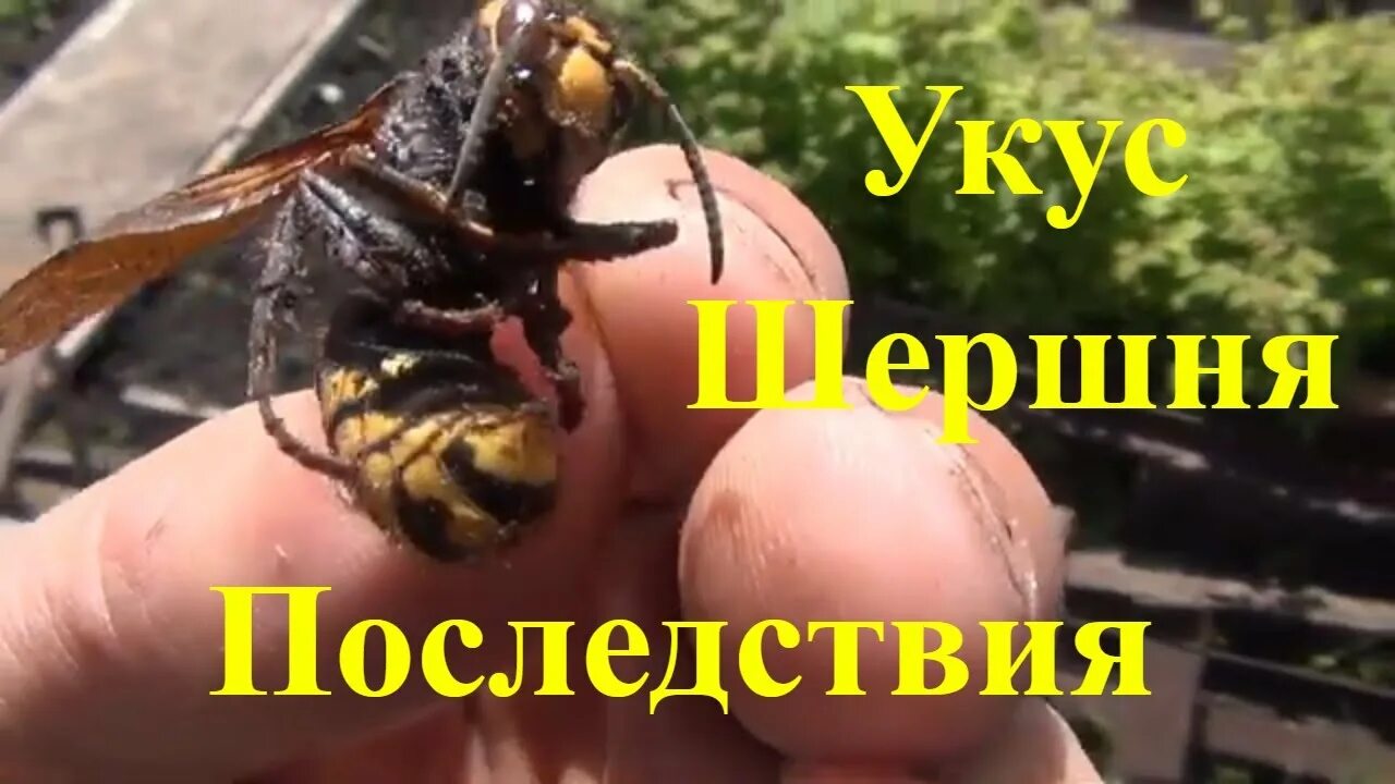 A parasite pulled out of a wasp - Album on Imgur