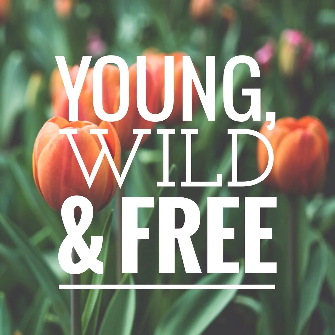 Young Wild And Free Скачать