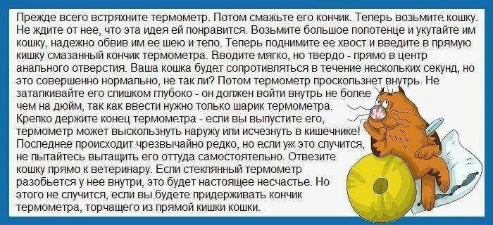 Почему кошка кашляет