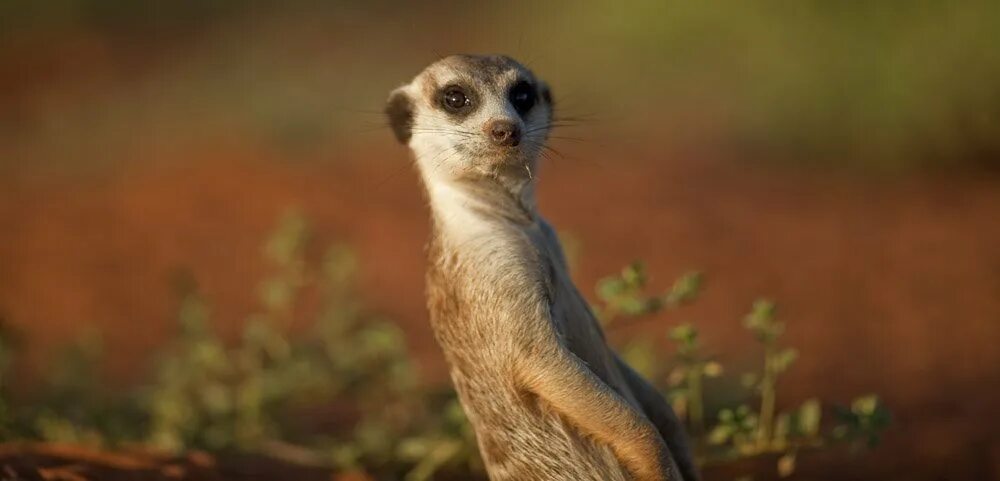 Морской сурикат. Сурикаты стая. Прикольные животные. Боевой суслик. Суслик 3д.