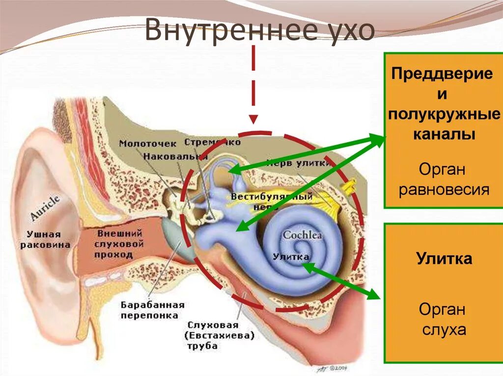 Внутреннее ухо строение анатомия улитка. Улитка анатомия орган слуха. Строение внутреннего уха орган слуха. Строение внутреннего уха анатомия. Улитка слухового аппарата