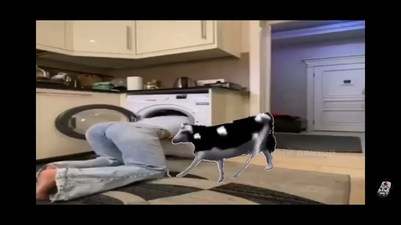 Корова танцует. Плоская корова. Польская корова. Корова танцует. Польская корова видео.