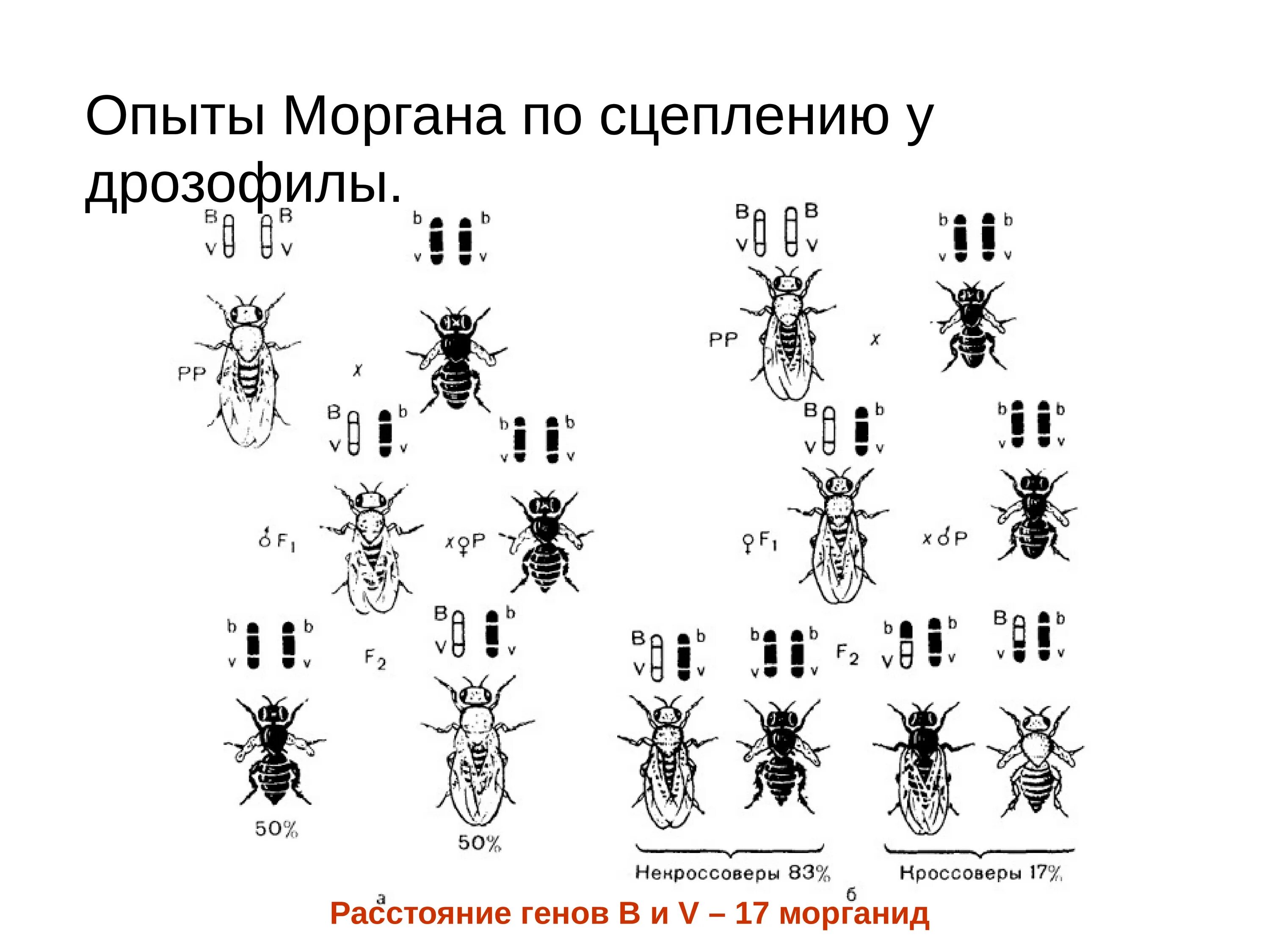 Опыты Томаса Моргана с дрозофилами. Опыт Томаса Моргана сцепленное наследование. Сцепленное наследование у дрозофилы опыты Моргана. Мушки дрозофилы генотип Морган. 3 гена расстояние