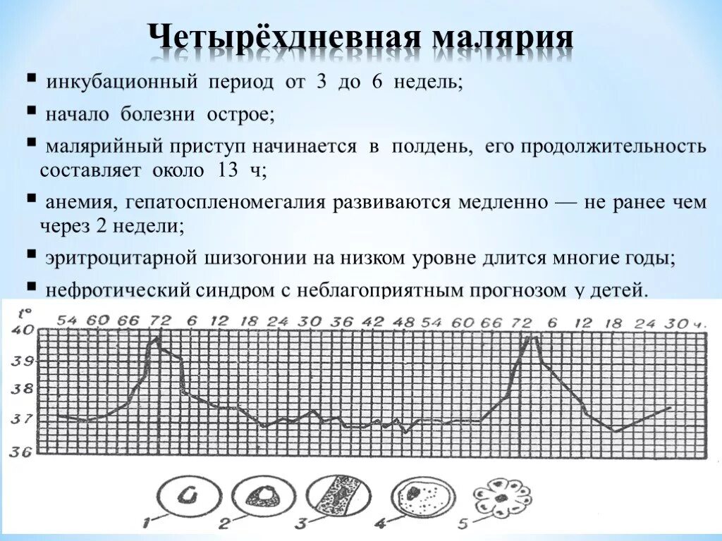 Температурная кривая при малярии 4 дневной. Температурная кривая при четырехдневной малярии. 4х дневная малярия возбудитель. Лихорадка при малярии 4 дневная.