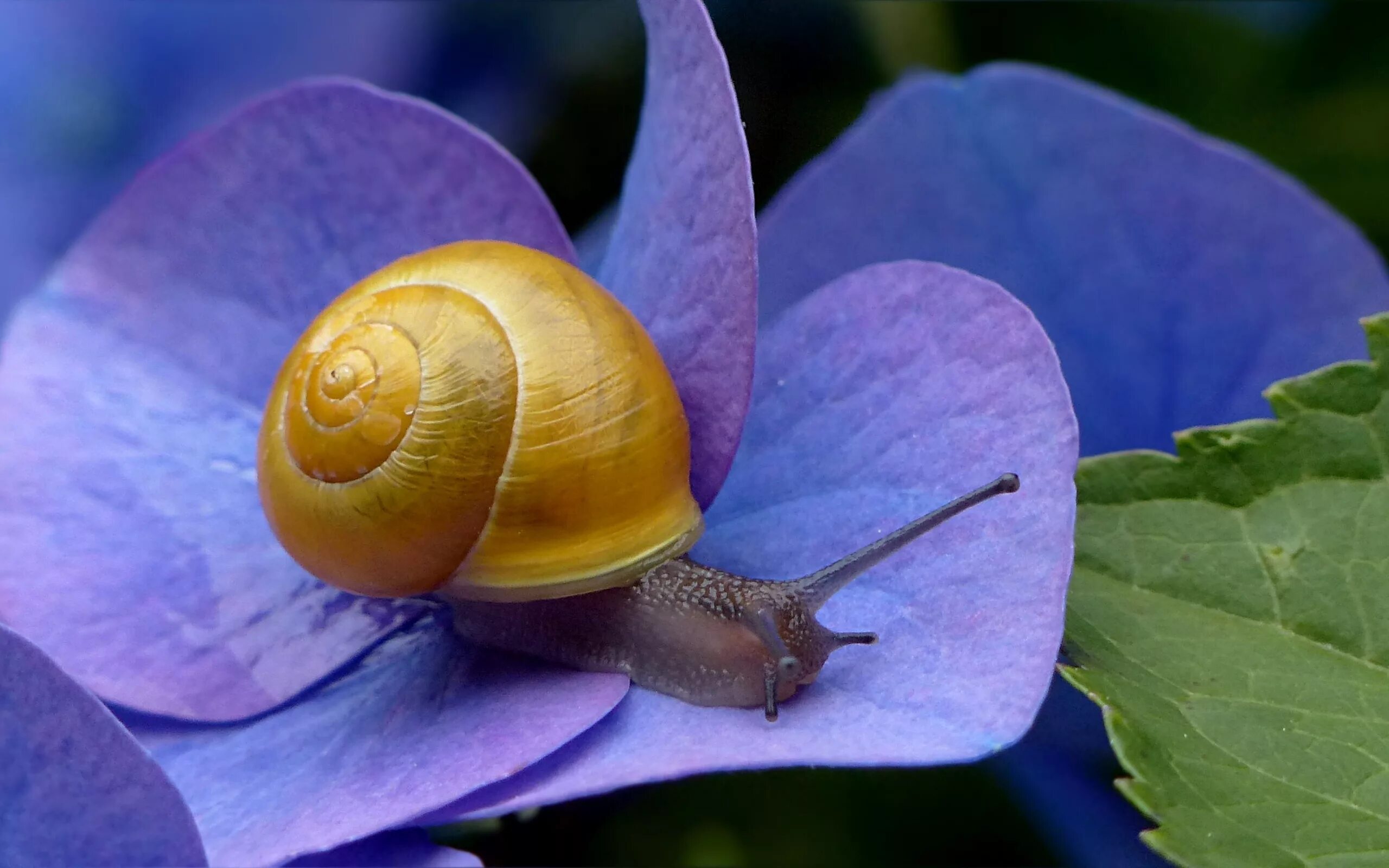 Разноцветные улитки. Пестрая полимита. Радужные улитки liguus virgineus. Euglandina rosea улитка. Улитка биомфолария.