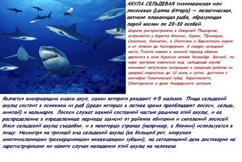 Акула ответы