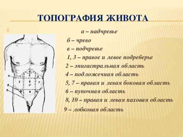 Области на поверхности живота. Линии живота топографическая анатомия. Боковая область живота топографическая анатомия. Анатомические области передней брюшной стенки. Топография живота топографическая анатомия.