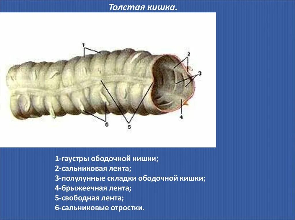 Сегмент кишка. Гаустры сальниковые отростки ленты ободочной кишки. Гаустры толстой кишки анатомия. Ленты, гаустры Толстого кишечника.