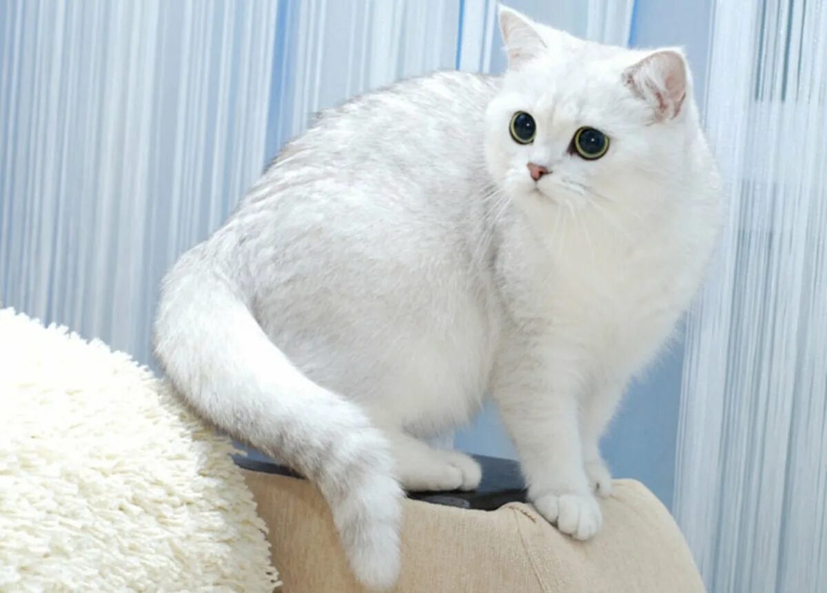 Какого цвета белый кот