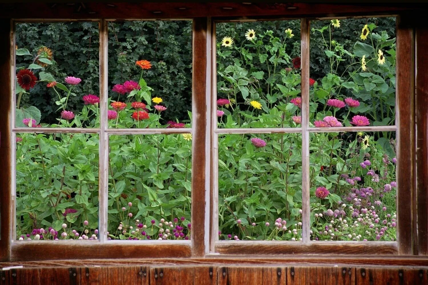 Окно в окне на андроид. Окна на дачу. Сад в окне. Вид из окна на сад. Вид из окна на даче.