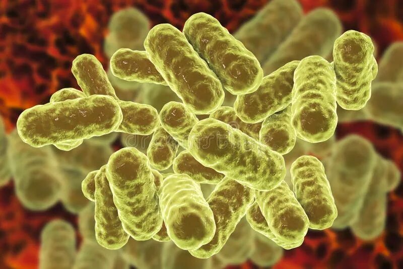 Микроорганизмы enterobacteriaceae