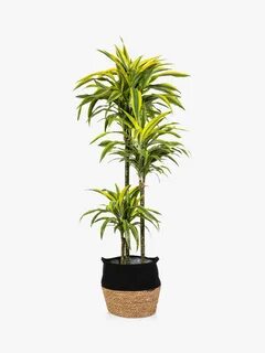 Extra plant