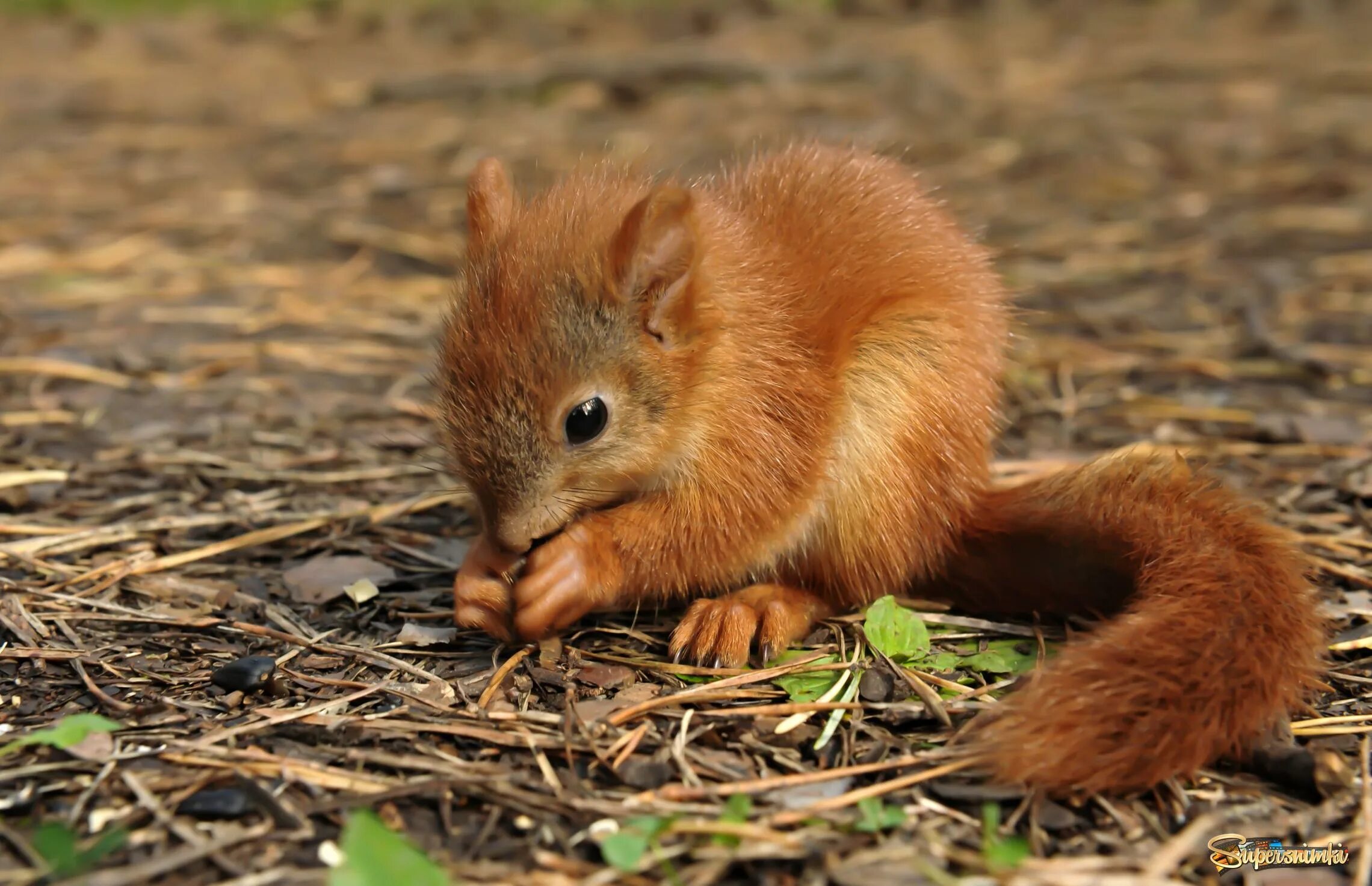 Ребенок белки как называется. Бельчата. Белка бельчонок бельчата. Белка. Иравадийская белка.