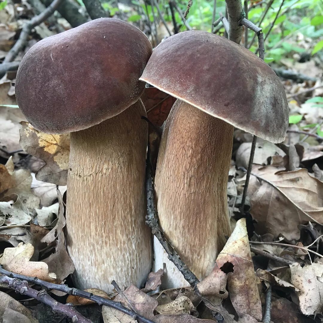 Боровик Волчий Boletus Lupinus. Белый гриб дубовый Боровик сетчатый. Белый гриб берёзовый Boletus betulicola. Ложный Боровик белый гриб. Виды белых грибов описание